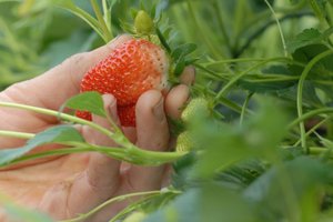 aardbei met hand web groot dynamische foto.JPG
