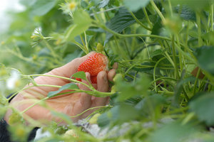 Buitenlandse aardbeienplukkers