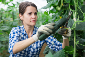 Pracownik ds. Ogórków - Baarlo