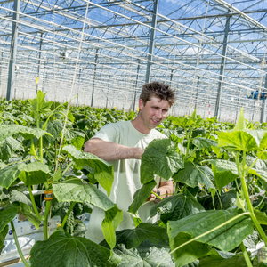 Pracownik Ogórków - Hegelsom